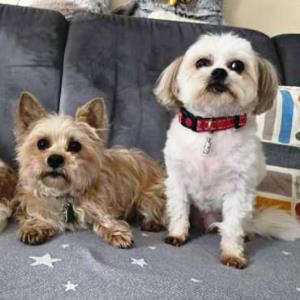 Ginger und Jax